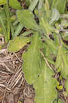 Oakleaf fleabane